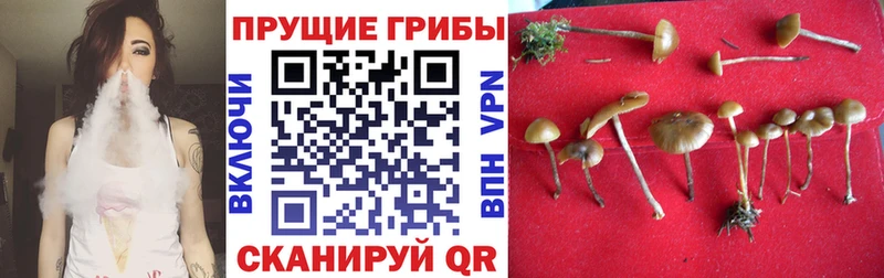 Галлюциногенные грибы Cubensis  как найти закладки  Байкальск 
